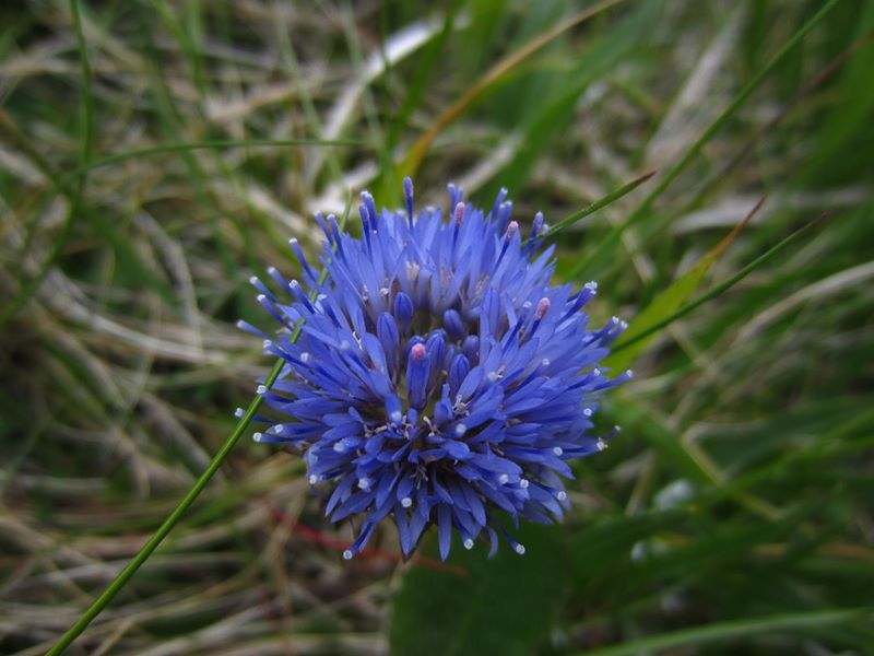 Sheep's Bit Jasione montana cramman gorryrn