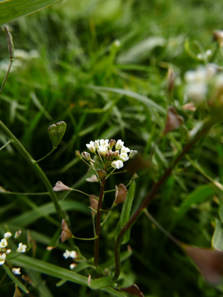 Shepherd's Purse Capsella bursa-pastoris Sporran y vochilley