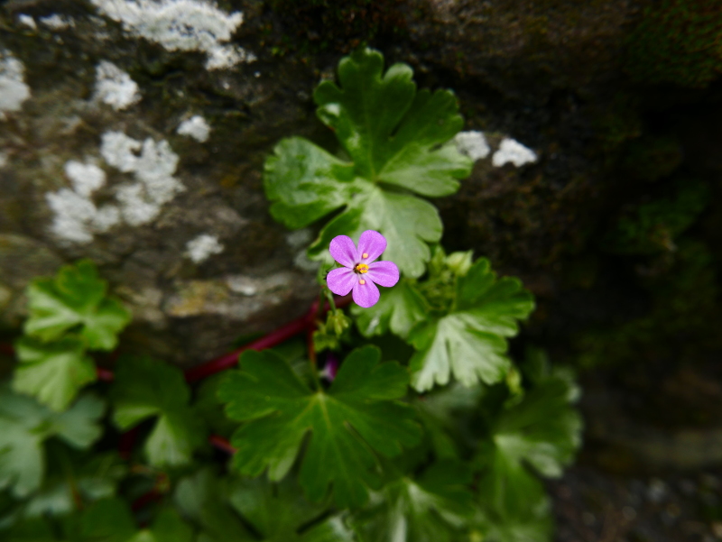 Shining Cranesbill Geranium lucidum Cass-calmane ghial