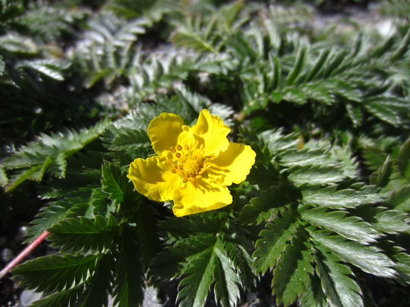 Silverweed Argentina anserina Duillag-argid