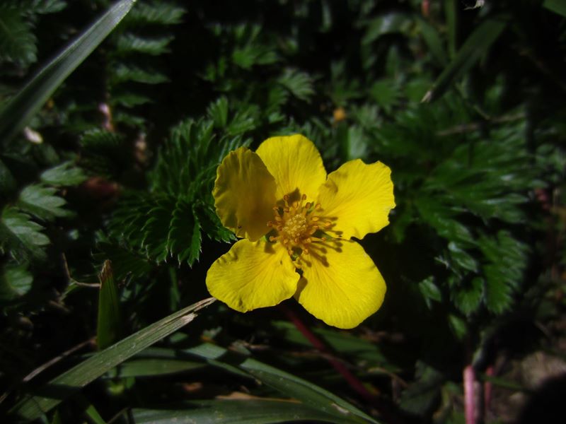 Silverweed Argentina anserina Duillag-argid