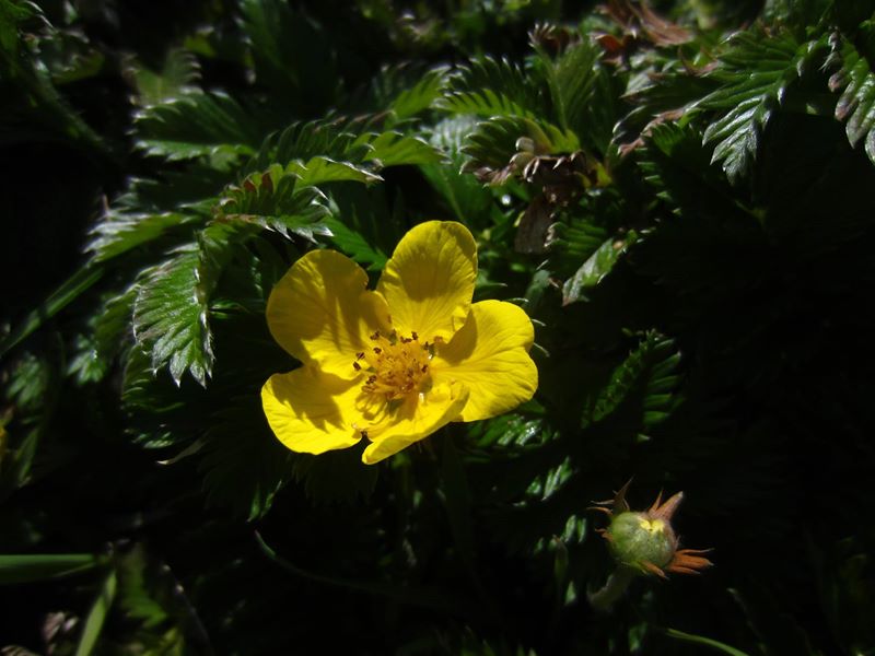 Silverweed Argentina anserina Duillag-argid