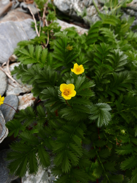 Silverweed Argentina anserina Duillag-argid