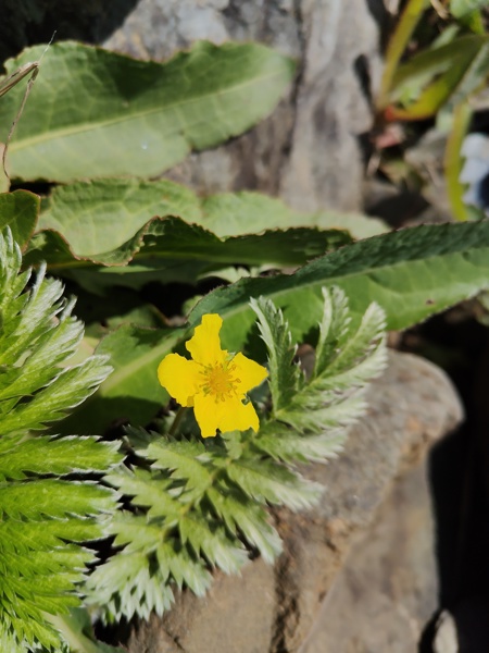 Silverweed Argentina anserina Duillag-argid