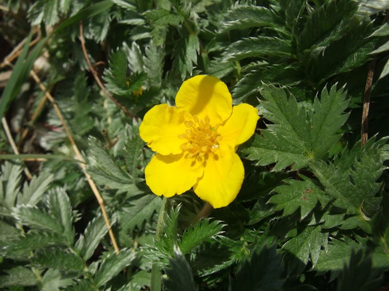 Silverweed Argentina anserina Duillag-argid