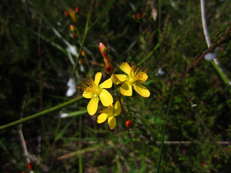 Slender St John's Wort Hypericum pulchrum lus y çhiolg