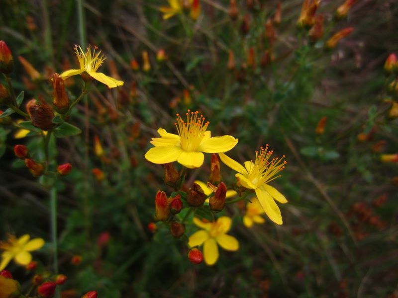 Slender St John's Wort Hypericum pulchrum lus y çhiolg