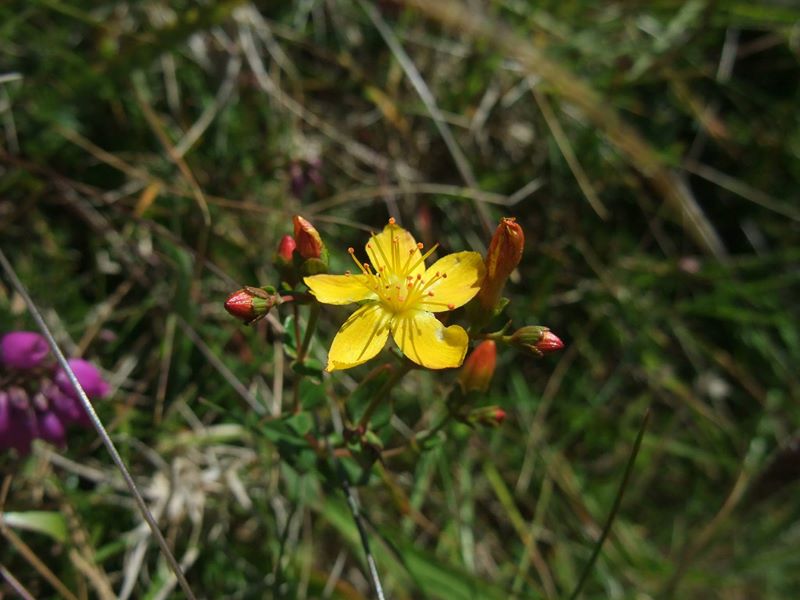 Slender St John's Wort Hypericum pulchrum lus y çhiolg