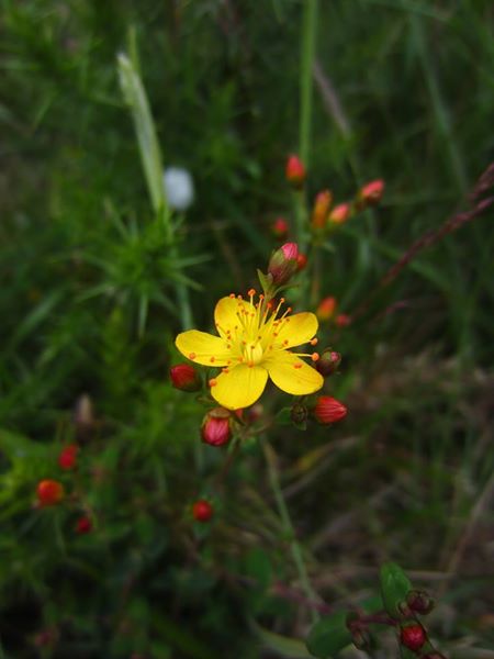 Slender St John's Wort Hypericum pulchrum lus y çhiolg