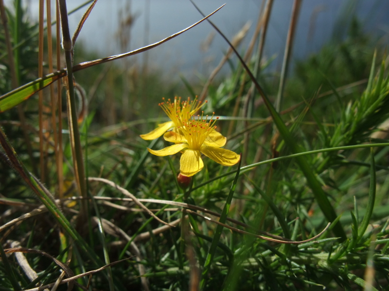 Slender St John's Wort Hypericum pulchrum lus y çhiolg