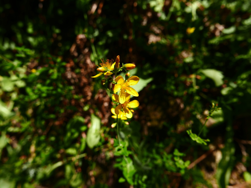 Slender St John's Wort Hypericum pulchrum lus y çhiolg