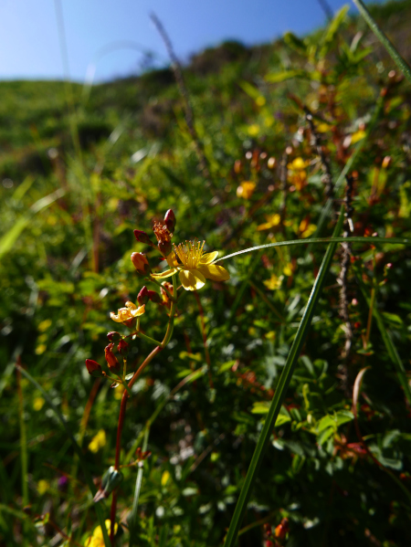 Slender St John's Wort Hypericum pulchrum lus y çhiolg