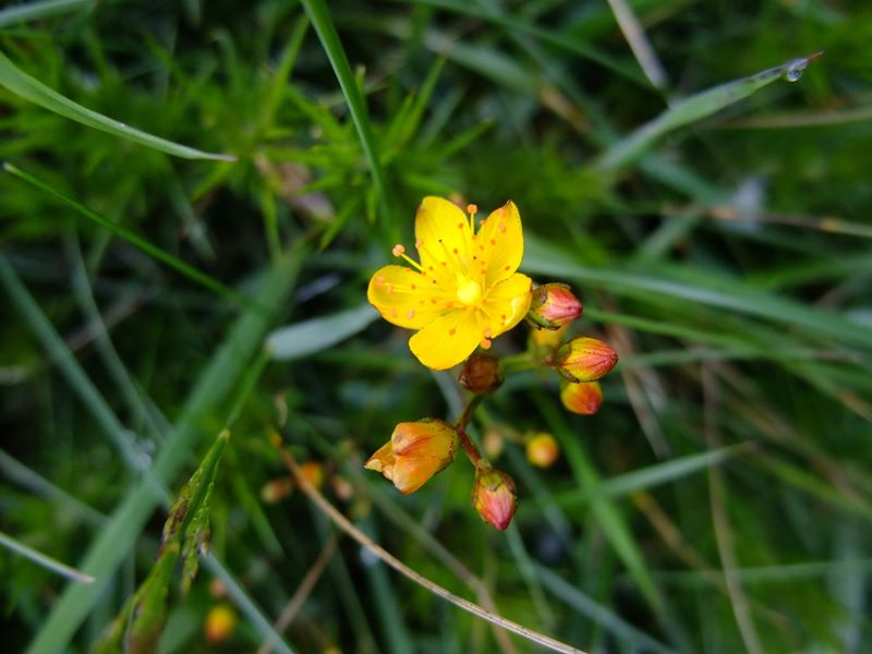 Slender St John's Wort Hypericum pulchrum lus y çhiolg