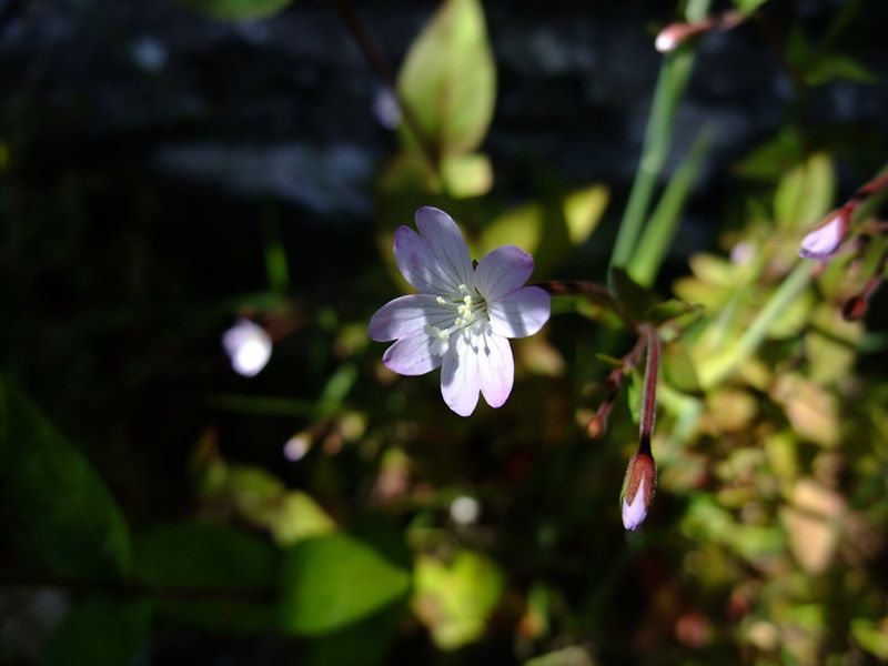 Smallflower Hairy Willowherb Epilobium parviflorum Shellaghan lheeah