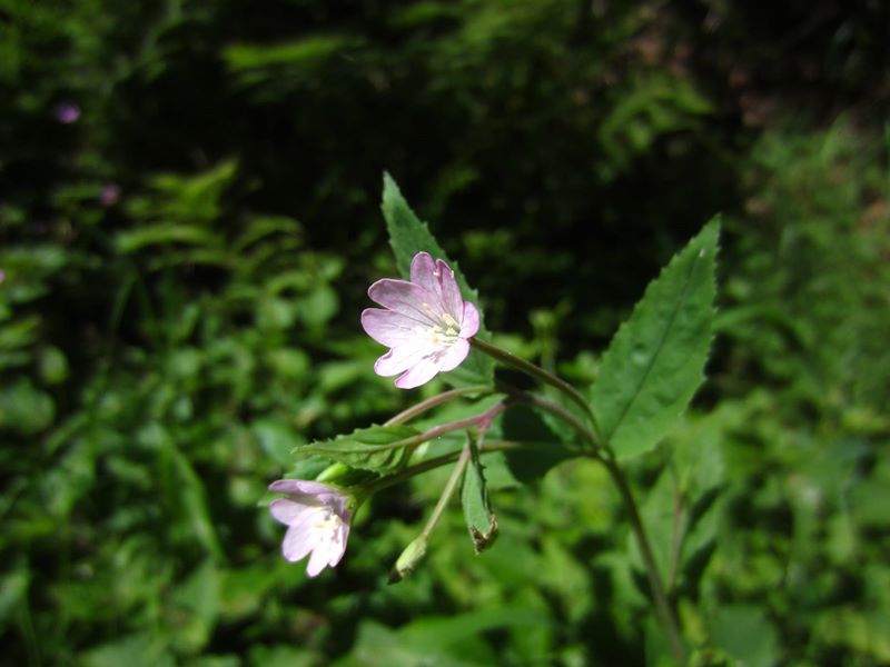 Smallflower Hairy Willowherb Epilobium parviflorum Shellaghan lheeah