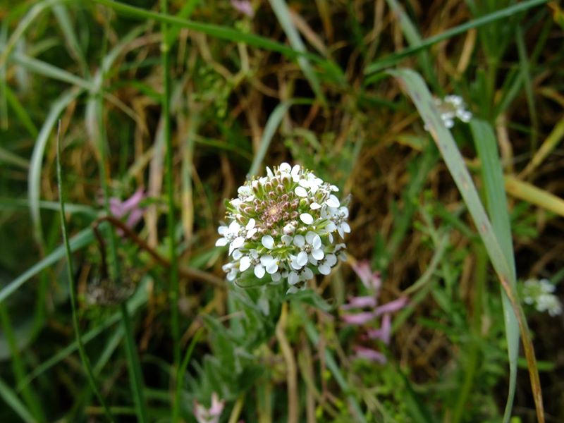 Smith's Pepperwort Lepidium heterophyllum Pibbyr y doinney boght