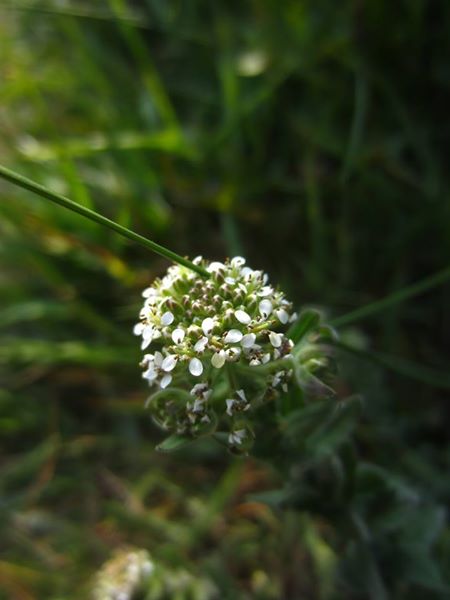 Smith's Pepperwort Lepidium heterophyllum Pibbyr y doinney boght