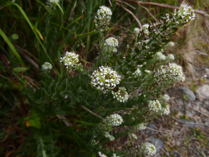 Smith's Pepperwort Lepidium heterophyllum Pibbyr y doinney boght