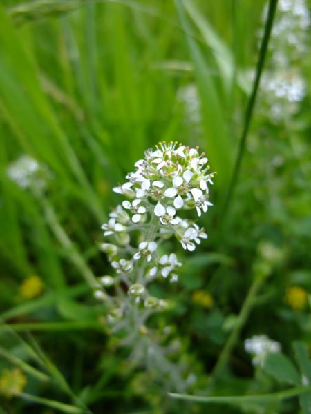 Smith's Pepperwort Lepidium heterophyllum Pibbyr y doinney boght