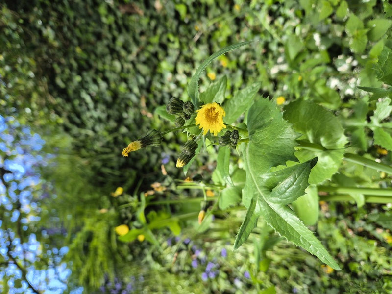 Smooth Sow-Thistle Sonchus oleraceus Bainney-muc