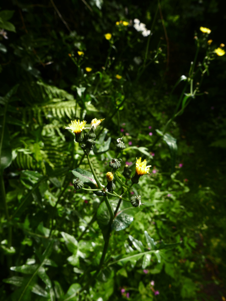 Smooth Sow-Thistle Sonchus oleraceus Bainney-muc