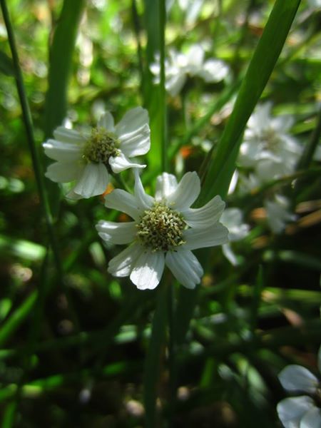 Sneezewort Achillea ptarmica lus y chorran