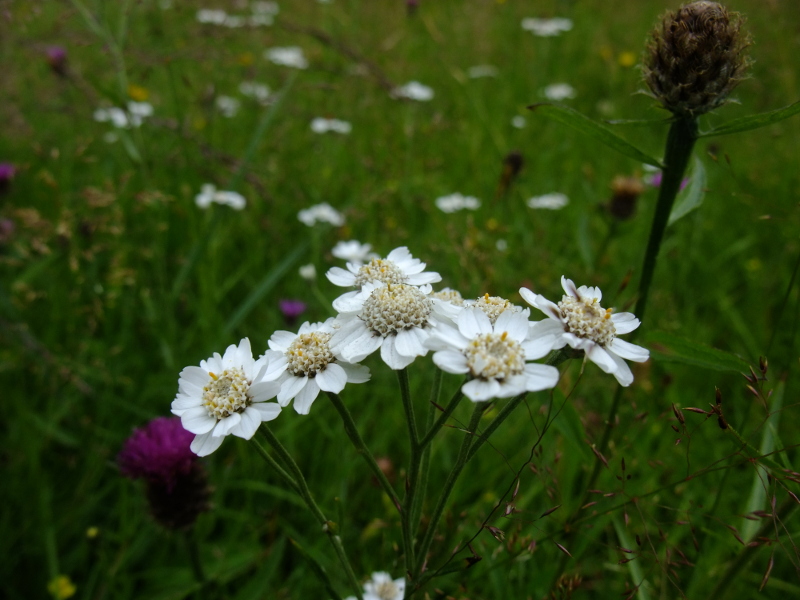 Sneezewort Achillea ptarmica lus y chorran