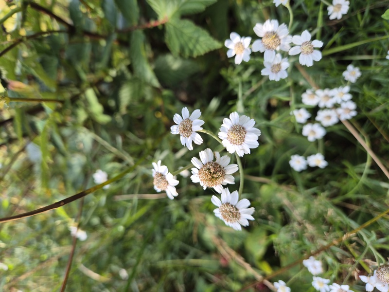 Sneezewort Achillea ptarmica lus y chorran