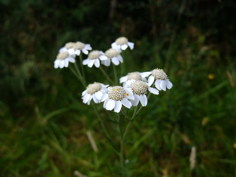 Sneezewort Achillea ptarmica lus y chorran