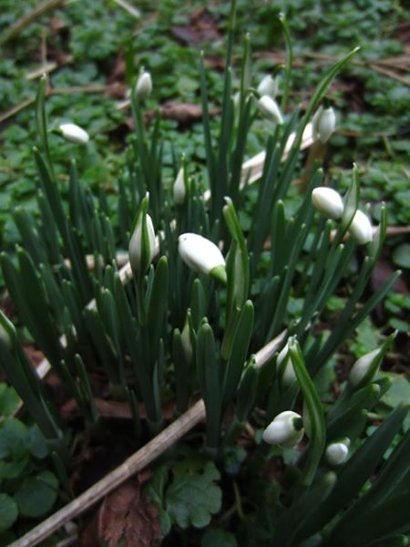 Snowdrop Galanthus blaa sniaghtee