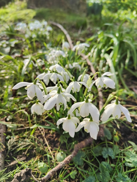 Snowdrop Galanthus blaa sniaghtee