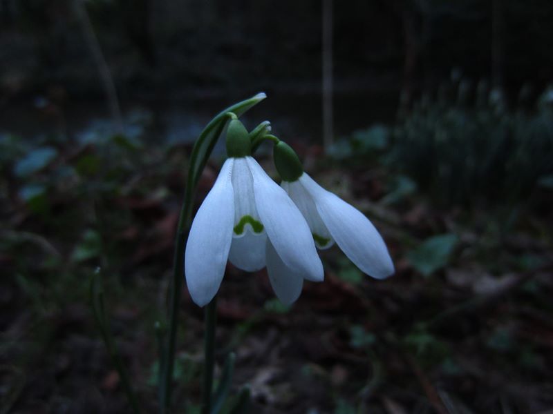 Snowdrop Galanthus blaa sniaghtee