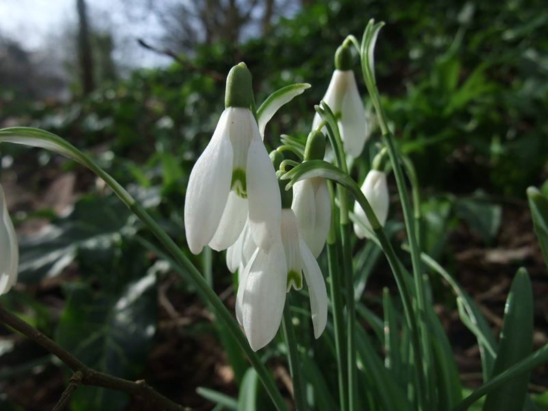 Snowdrop Galanthus blaa sniaghtee