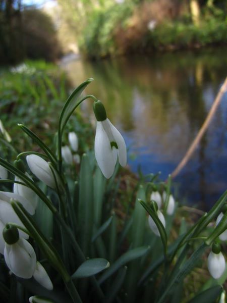 Snowdrop Galanthus blaa sniaghtee