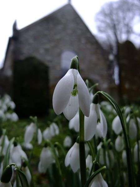 Snowdrop Galanthus blaa sniaghtee