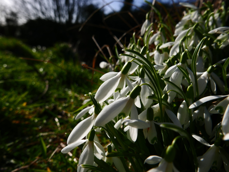 Snowdrop Galanthus blaa sniaghtee