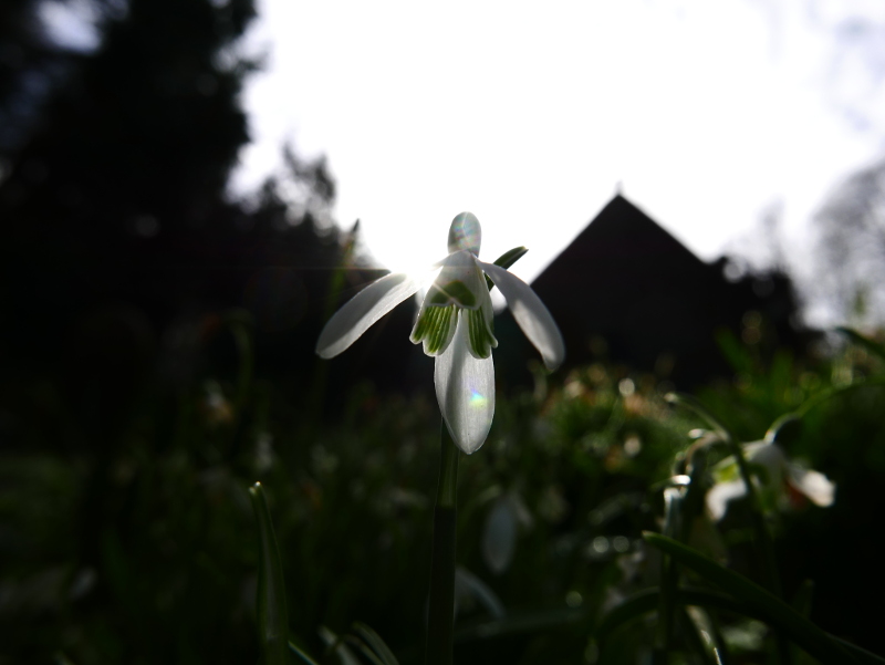 Snowdrop Galanthus blaa sniaghtee