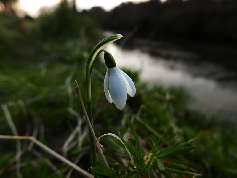 Snowdrop Galanthus blaa sniaghtee