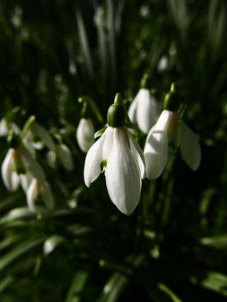 Snowdrop Galanthus blaa sniaghtee