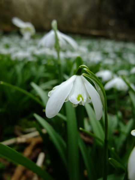 Snowdrop Galanthus blaa sniaghtee