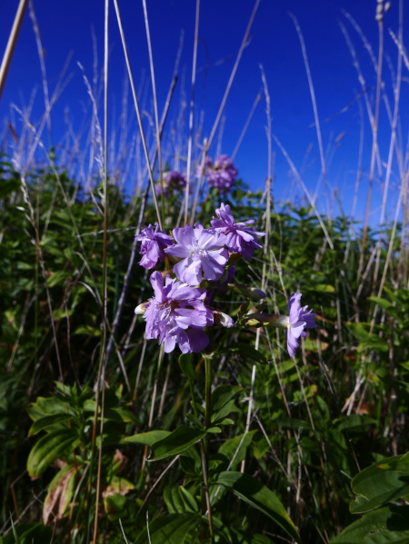 Soapwort Saponaria officinalis Lus y çheeabin