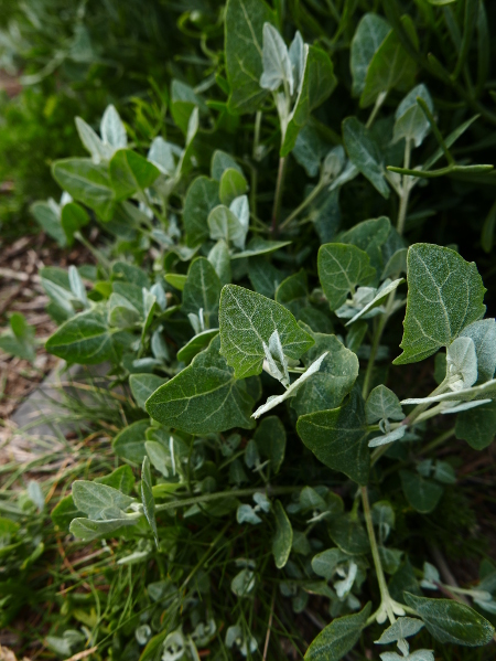 Spear-leaved orache Atriplex prostrata Mooyngoair lhean