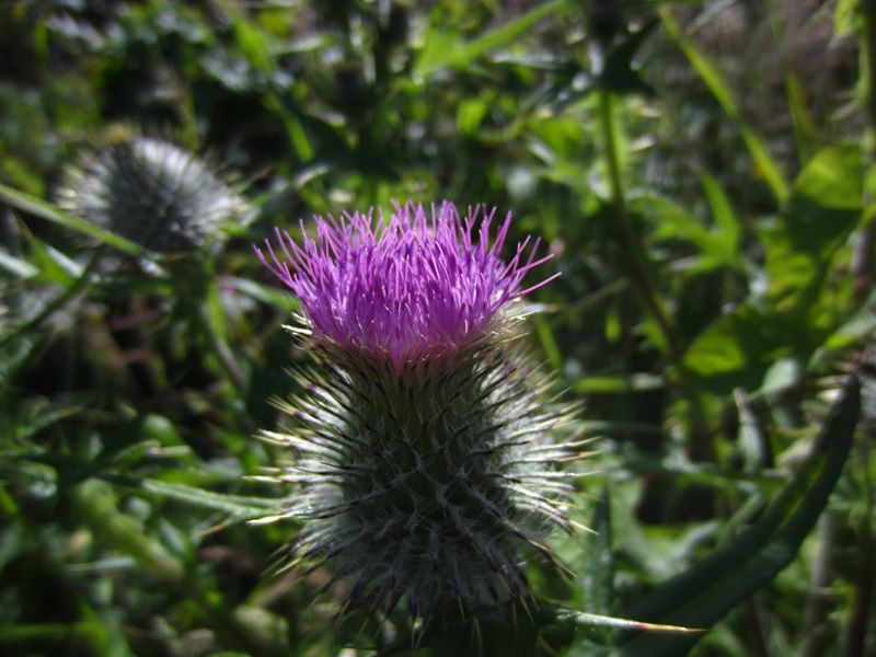 Spear Thistle Cirsium vulgare onnane yialgagh