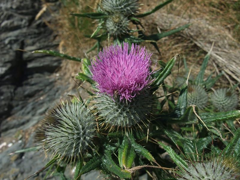 Spear Thistle Cirsium vulgare onnane yialgagh