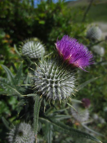 Spear Thistle Cirsium vulgare onnane yialgagh