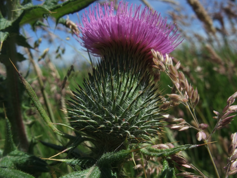 Spear Thistle Cirsium vulgare onnane yialgagh