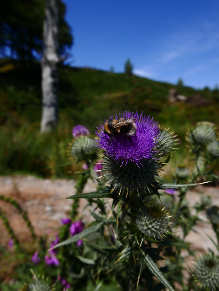 Spear Thistle Cirsium vulgare onnane yialgagh