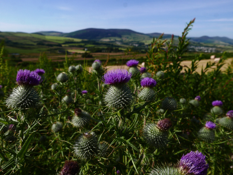 Spear Thistle Cirsium vulgare onnane yialgagh