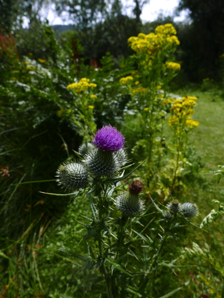 Spear Thistle Cirsium vulgare onnane yialgagh