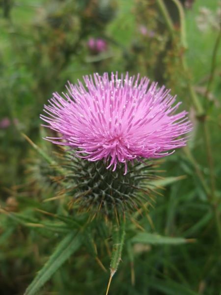 Spear Thistle Cirsium vulgare onnane yialgagh